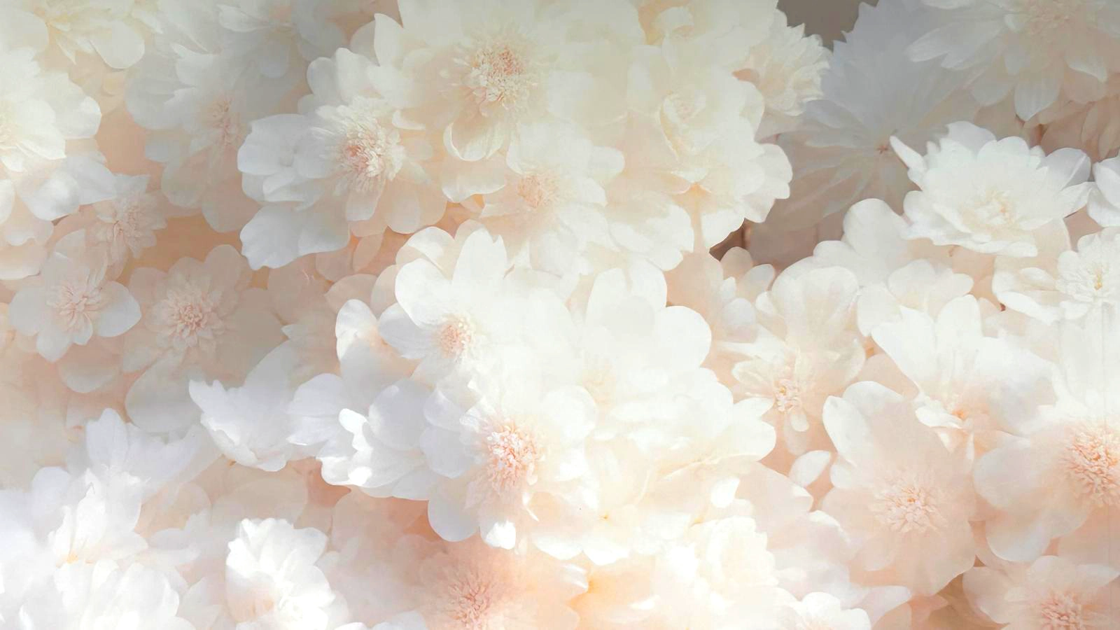 Photo de fleurs blanches