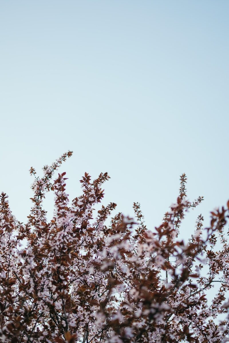 fleur à pétales blanche durant le jour